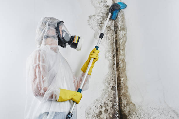 Attic Mold Removal in Sapulpa, OK