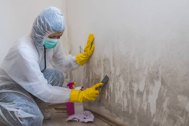 Best Black Mold Removal  in Sapulpa, OK