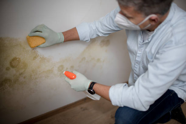 Best Same-Day Mold Removal  in Sapulpa, OK