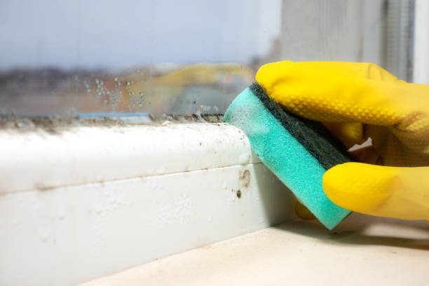 Best Mold Removal Near Me  in Sapulpa, OK