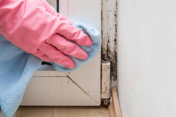 Best Mold Removal Specialists  in Sapulpa, OK